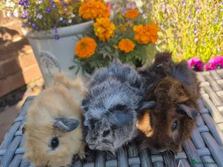 Guinea Pig rodents Californian Funky Guinea Pigs - Advert 1