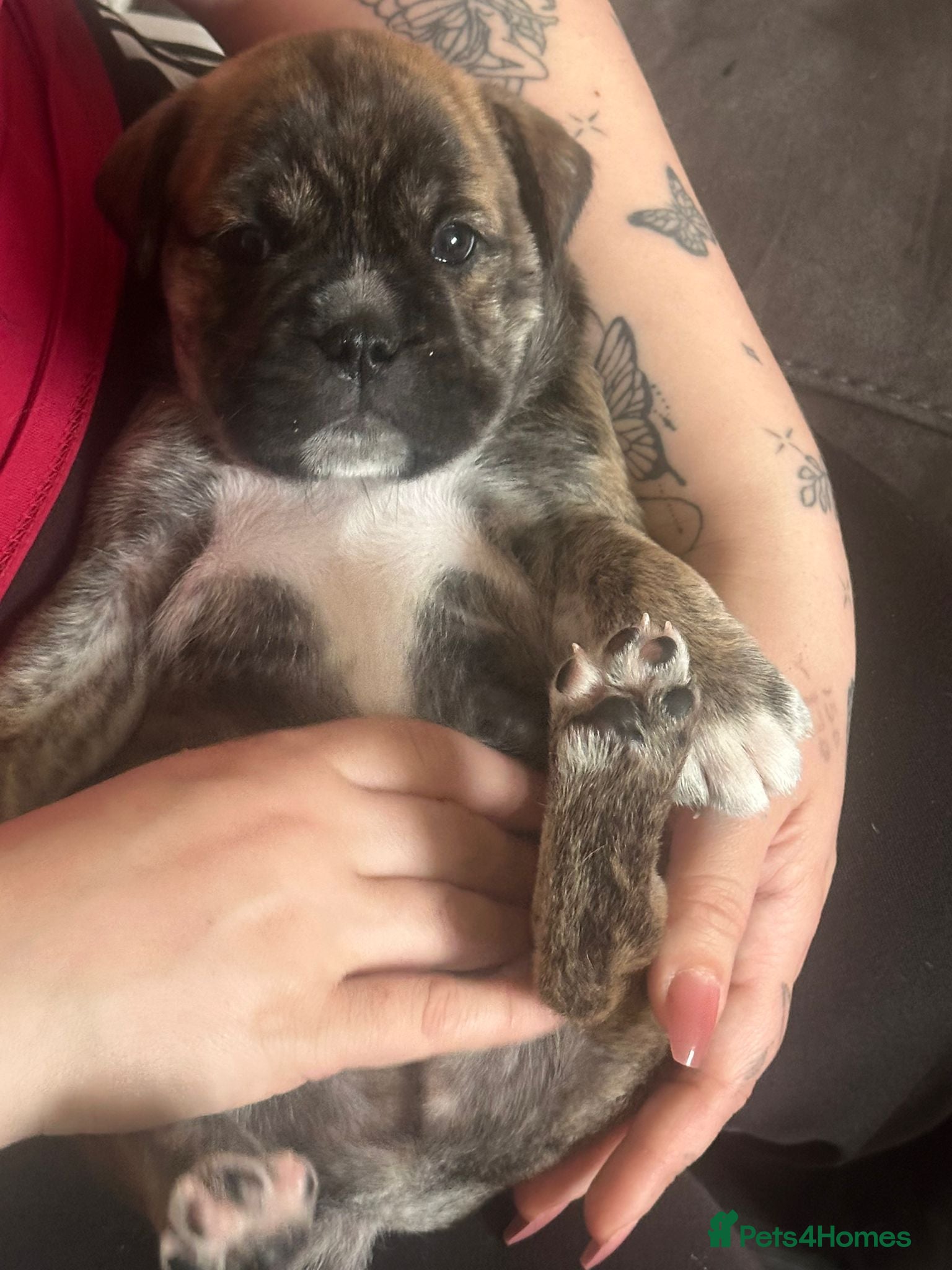 Mixed Breed dogs Pugsky peis - Advert 6