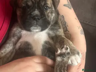 Mixed Breed dogs Pugsky peis - Advert 6