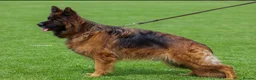 German Shepherd dogs for sale: Top Quality German shepherd long hair puppies  - Advert 2