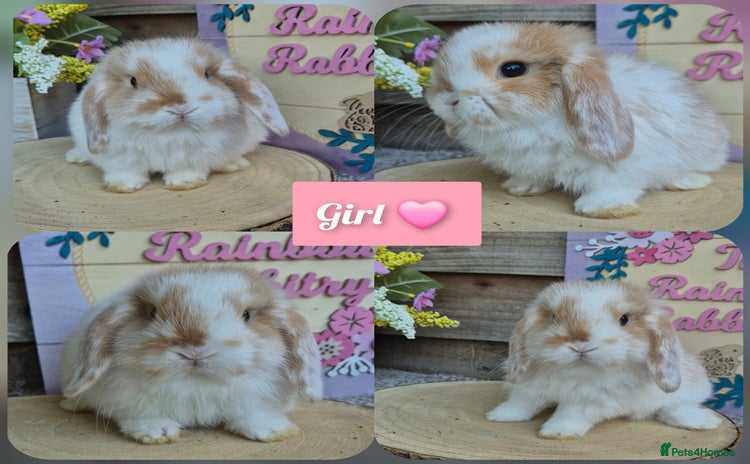 Mini Lop rabbits - Advert 12