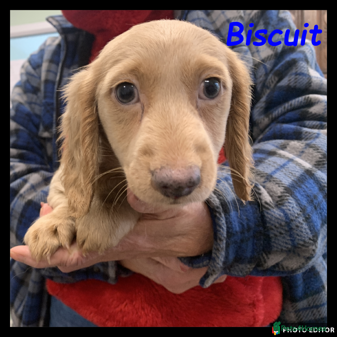 Miniature Dachshund dogs for sale: Beautiful Miniature Dachshunds. - Advert 2