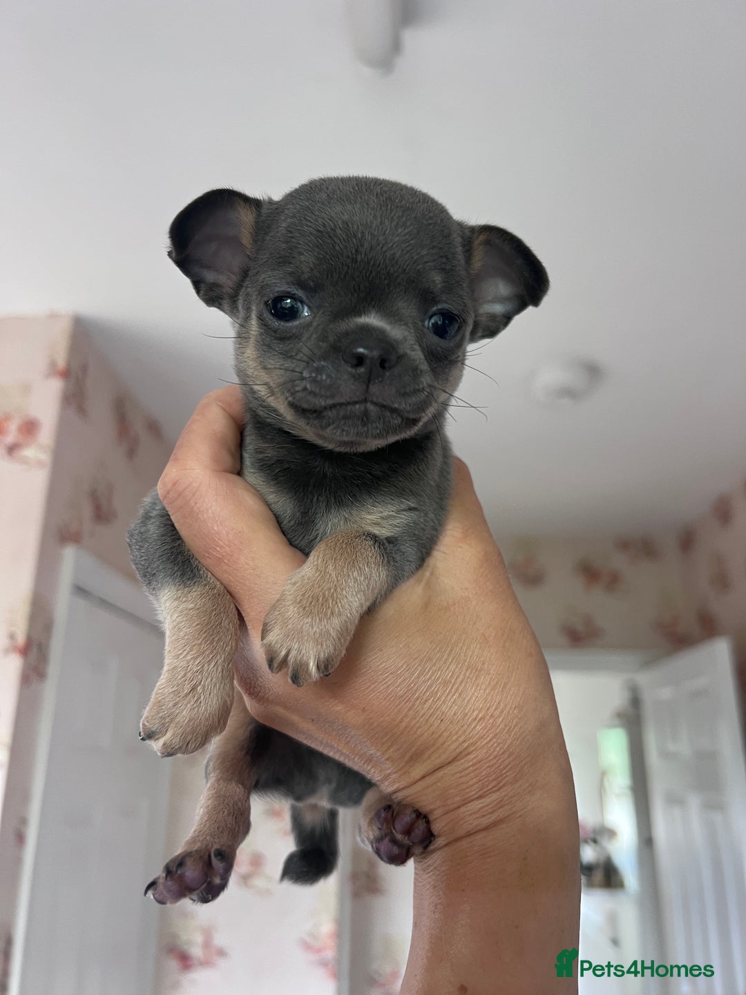 Chihuahua dogs for sale: Adorable apple head short coat chihuahua puppies.  - Image 23