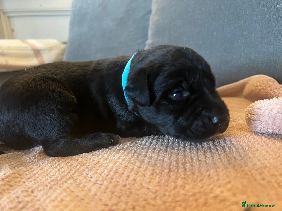 Mixed Breed dogs for sale: 3/4 lab 1/4 collie puppies  in Whitby - Image 21