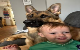 German Shepherd dogs for sale: 1 year old German shepherd  - Image 2