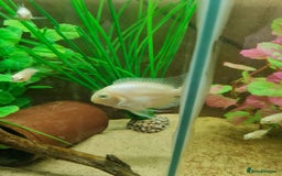 Cichlids fish for sale: Platinum polar parrot cichlids babies  - Image 3