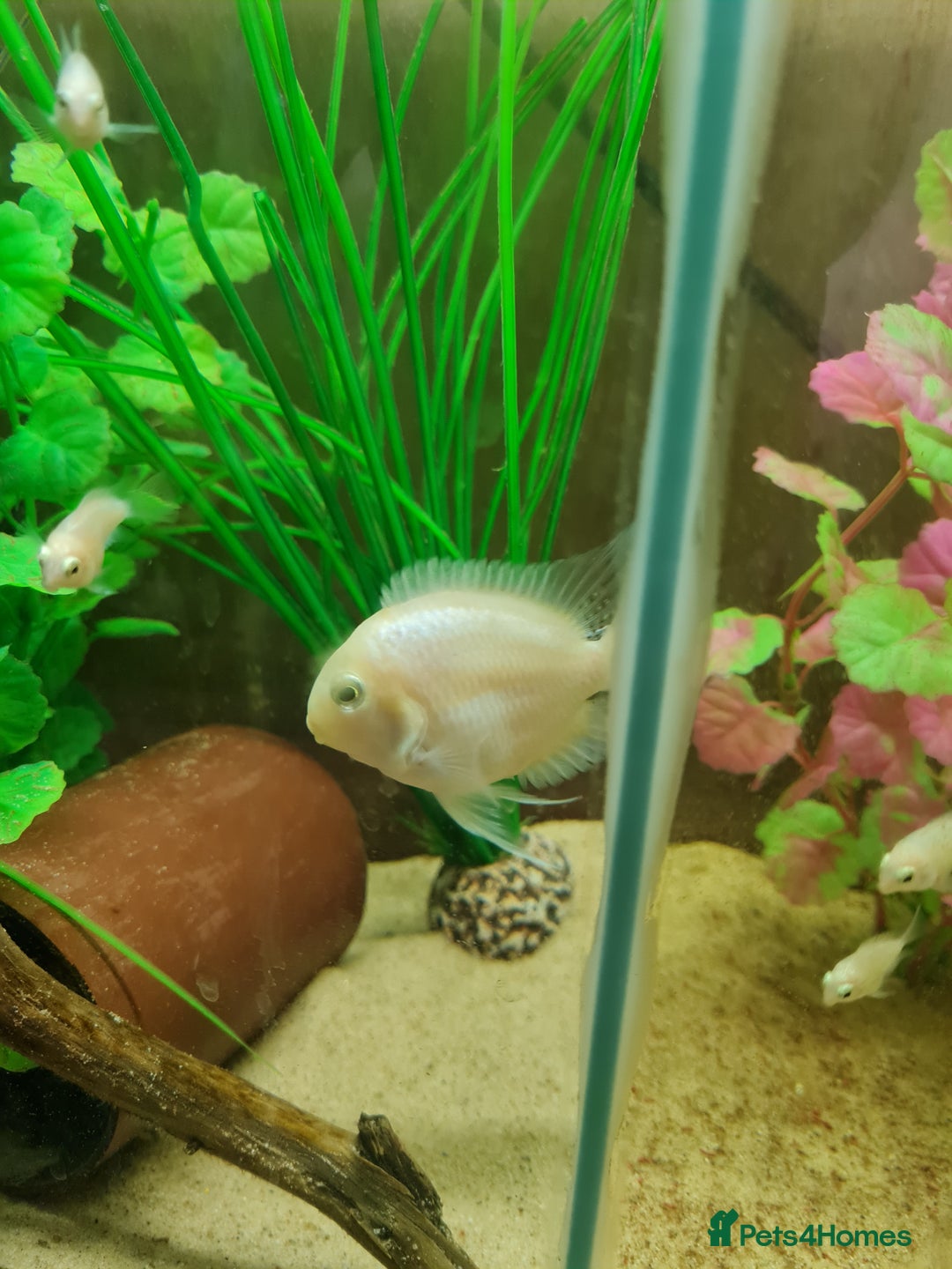Cichlids fish for sale: Platinum polar parrot cichlids babies  - Image 3