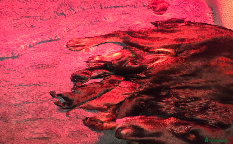 Cockapoo dogs - Advert 12