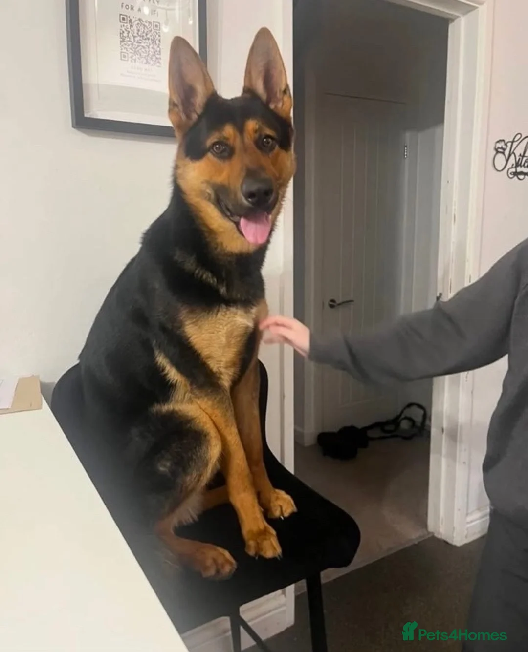 German Shepherd dogs for sale: 18-month-old German shepherd ‘Rocky’ - Advert 2