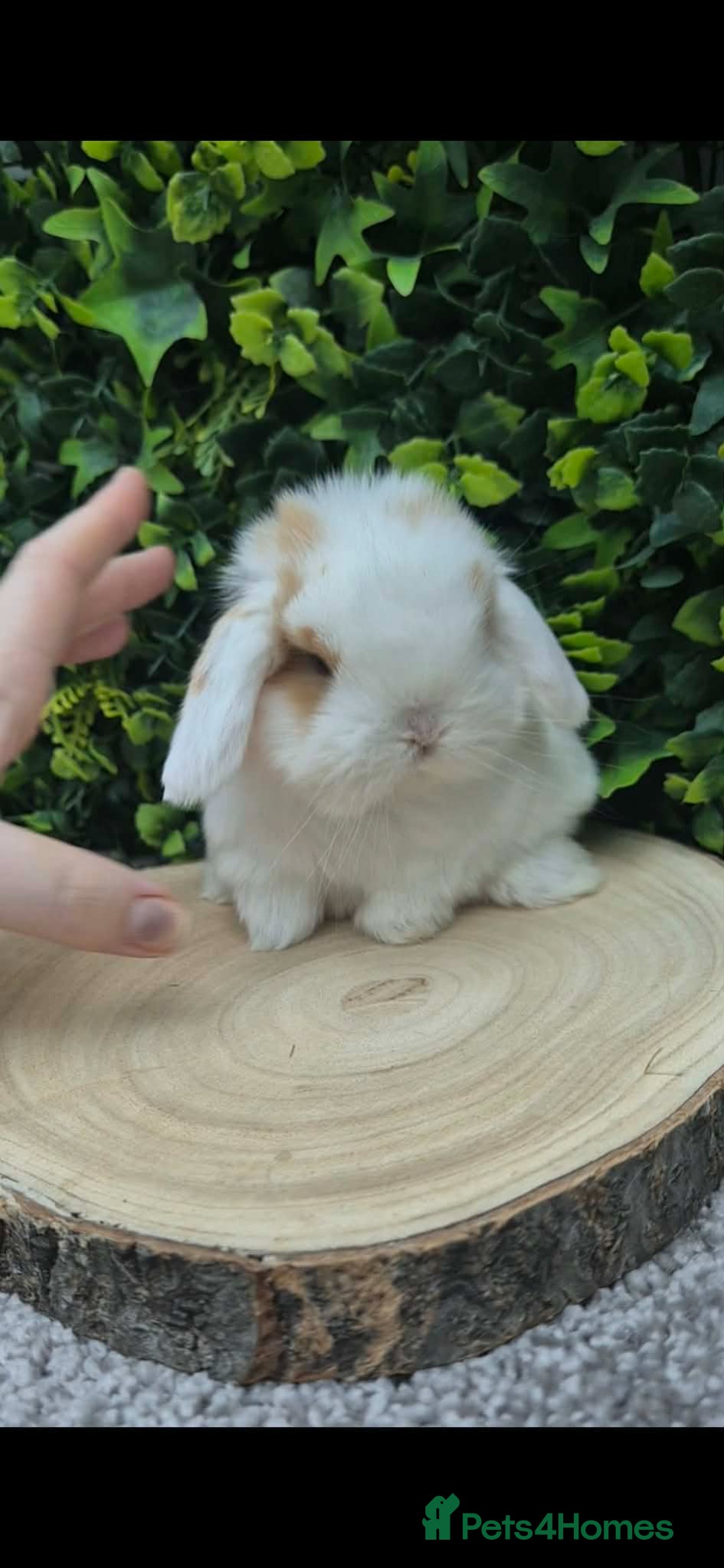 Mini Lop rabbits for sale: Beautiful mini lop girls Ready 6th  - Advert 2