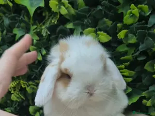 Mini Lop rabbits for sale: Beautiful mini lop girls Ready 6th - Advert 2