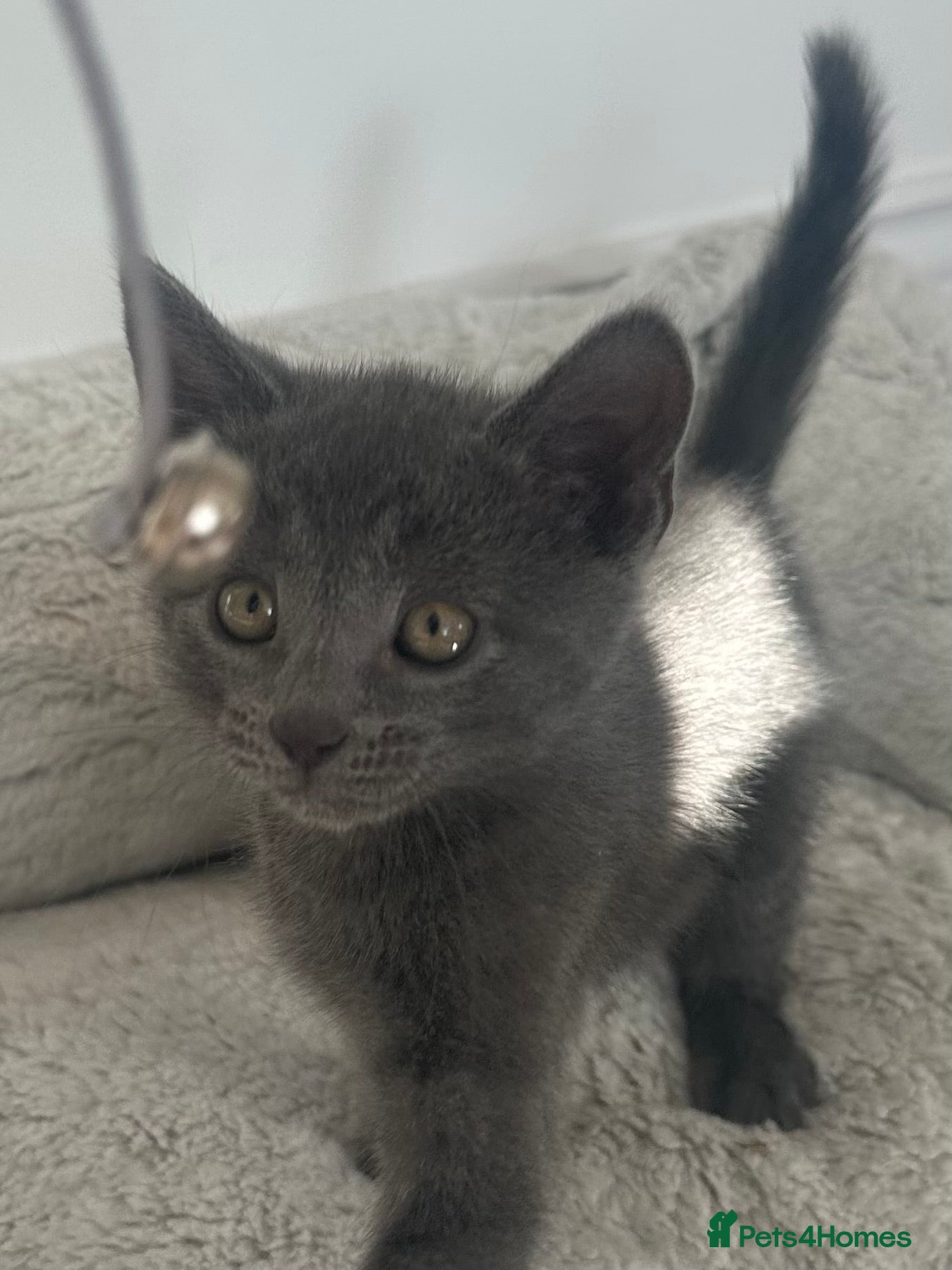 British Shorthair cats Last Beautiful British short hair boy  - Advert 3