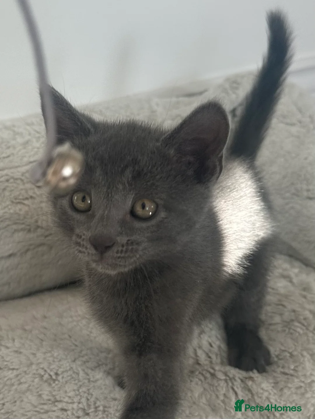 British Shorthair cats for sale: Last Beautiful British short hair boy  - Advert 1