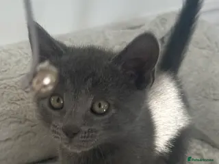 British Shorthair cats Last Beautiful British short hair boy - Advert 2