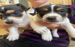 Jack Russell dogs for sale: Jack russell puppies - Image 7