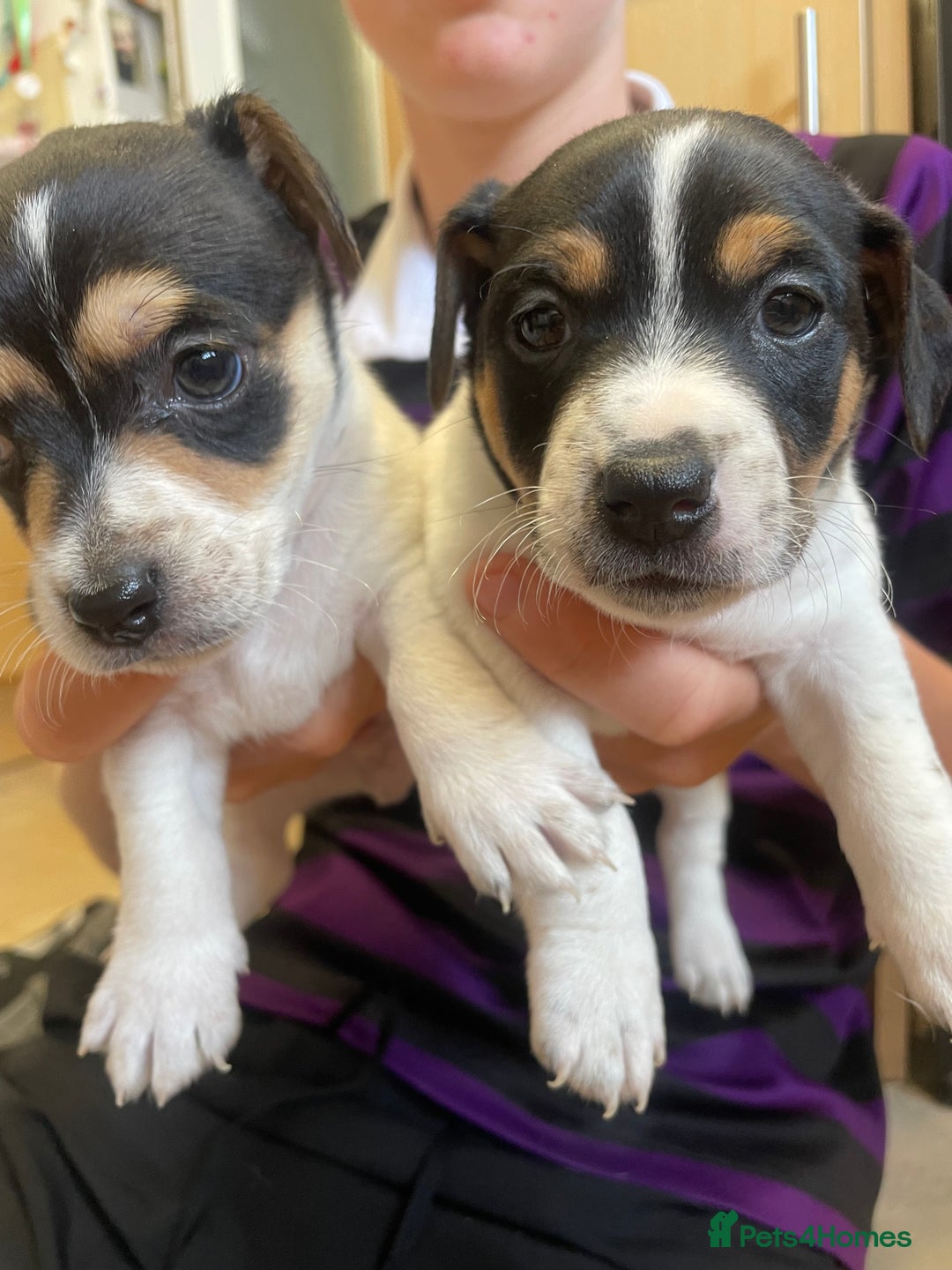 Jack Russell dogs for sale: Jack russell puppies - Image 7
