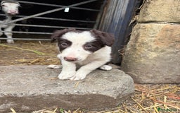 Border Collie dogs for sale: Red and white Border Collie Pups  - Image 4