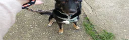 Mixed Breed dogs for adoption: 🐶 Bingo the perfect family companion ❤️  - Advert 8