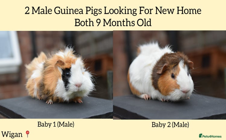 Guinea Pig rodents in Wigan - Advert 14