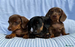 Miniature Dachshund dogs for sale: Kc Registered miniature dachshund  - Image 1