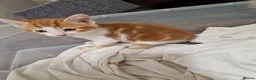 Mixed Breed cats for sale: Handsome Ginger Boy & Adorable Calico Girl - Advert 7