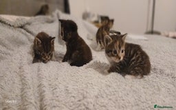 Mixed Breed cats for sale: Tabby kittens - Image 6