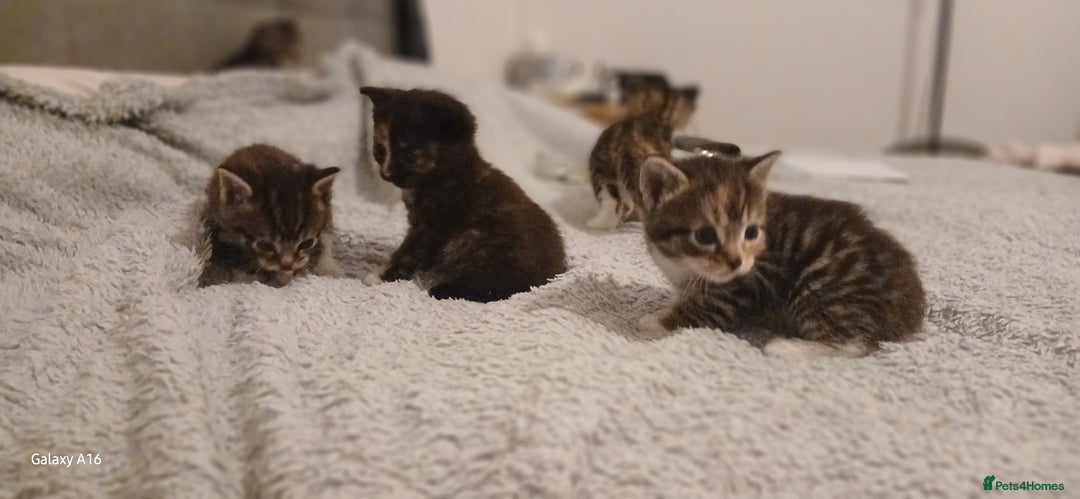 Mixed Breed cats for sale: Tabby kittens - Image 6