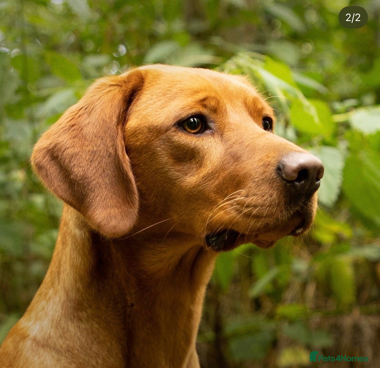 Labrador Retriever dogs This is Ripley  - Advert 16