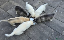 Siberian Husky dogs for sale: Siberian husky pups  - Image 22