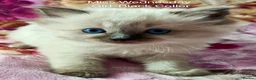 Ragdoll cats for sale: Stunning Ragdoll Kittens Looking for Forever Homes - Advert 9
