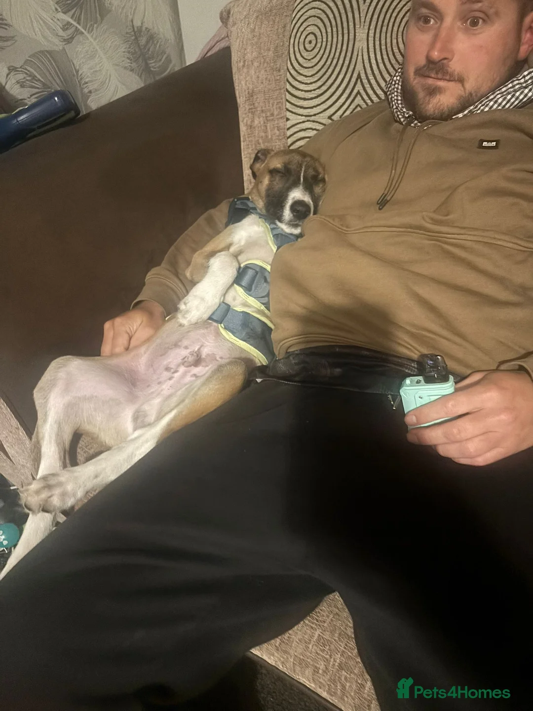 Mixed Breed dogs for sale: Lurcher Puppy 8 month old  - Advert 3