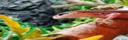 Leopard Gecko reptiles for sale: Mack Snow Eclipse (Blacknight x Tangerine Cross)  - Advert 3