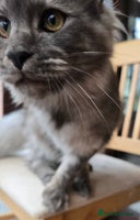 Maine Coon cats Black Smoke - Advert 1