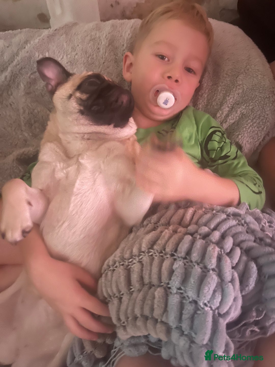 Pug dogs for sale: Sad sad sale 1 year old pug bitch  - Advert 6