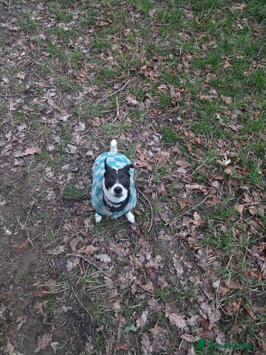 Jack Russell dogs for sale: Poppy - Advert 2