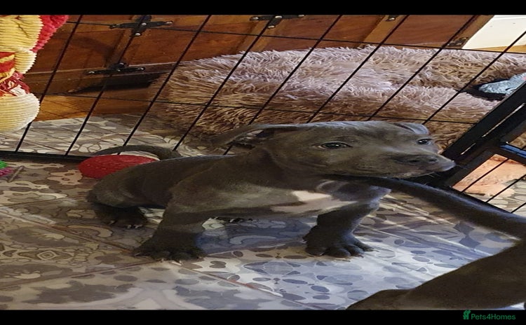 Staffordshire Bull Terrier dogs ❤️❤️ Ready for forever home ❤️❤️ - Advert 8