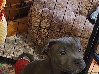 Staffordshire Bull Terrier dogs for sale: ❤️❤️ Ready for forever home ❤️❤️ - Advert 1