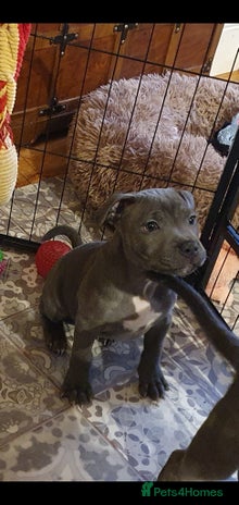 Staffordshire Bull Terrier dogs ❤️❤️ Ready for forever home ❤️❤️ - Advert 8