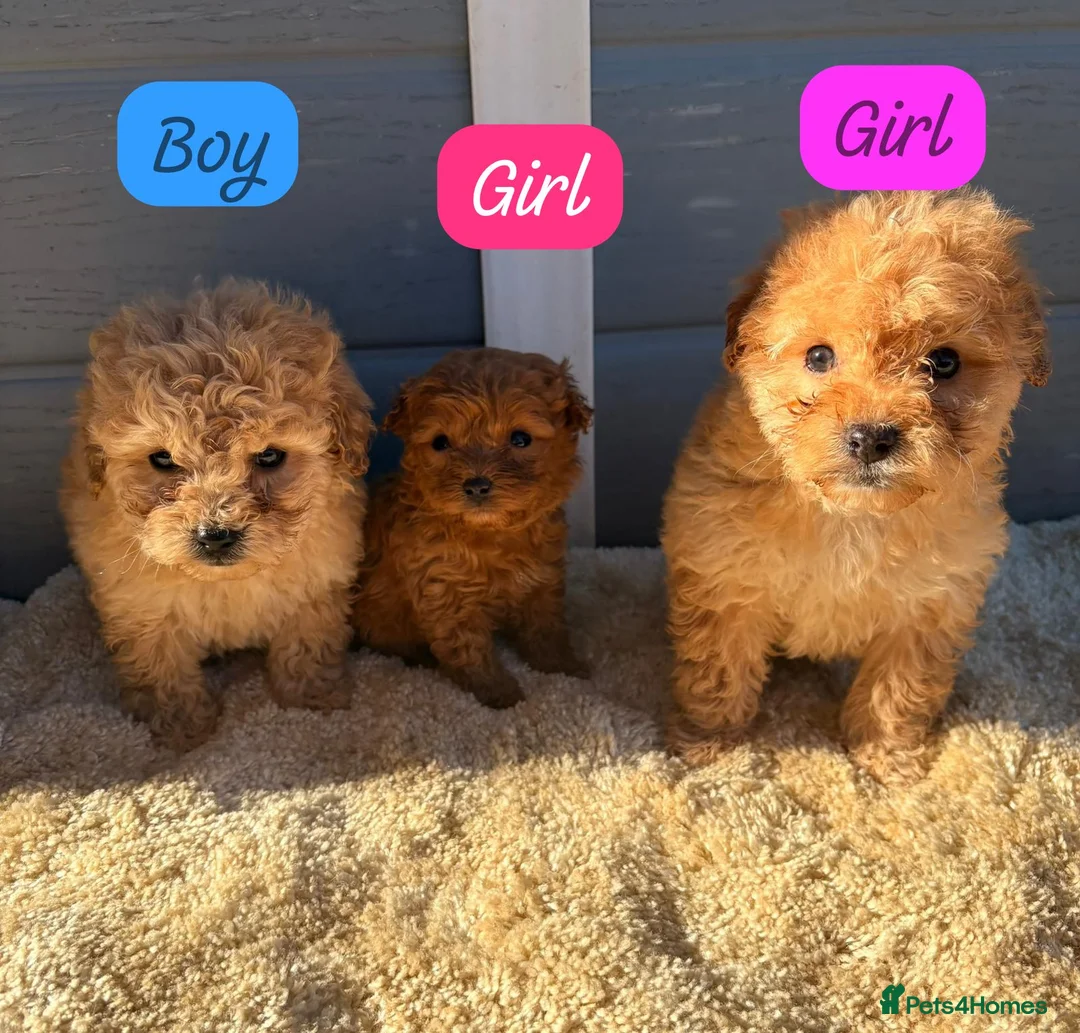 Cockapoo dogs for sale: Cocker poos - Advert 2