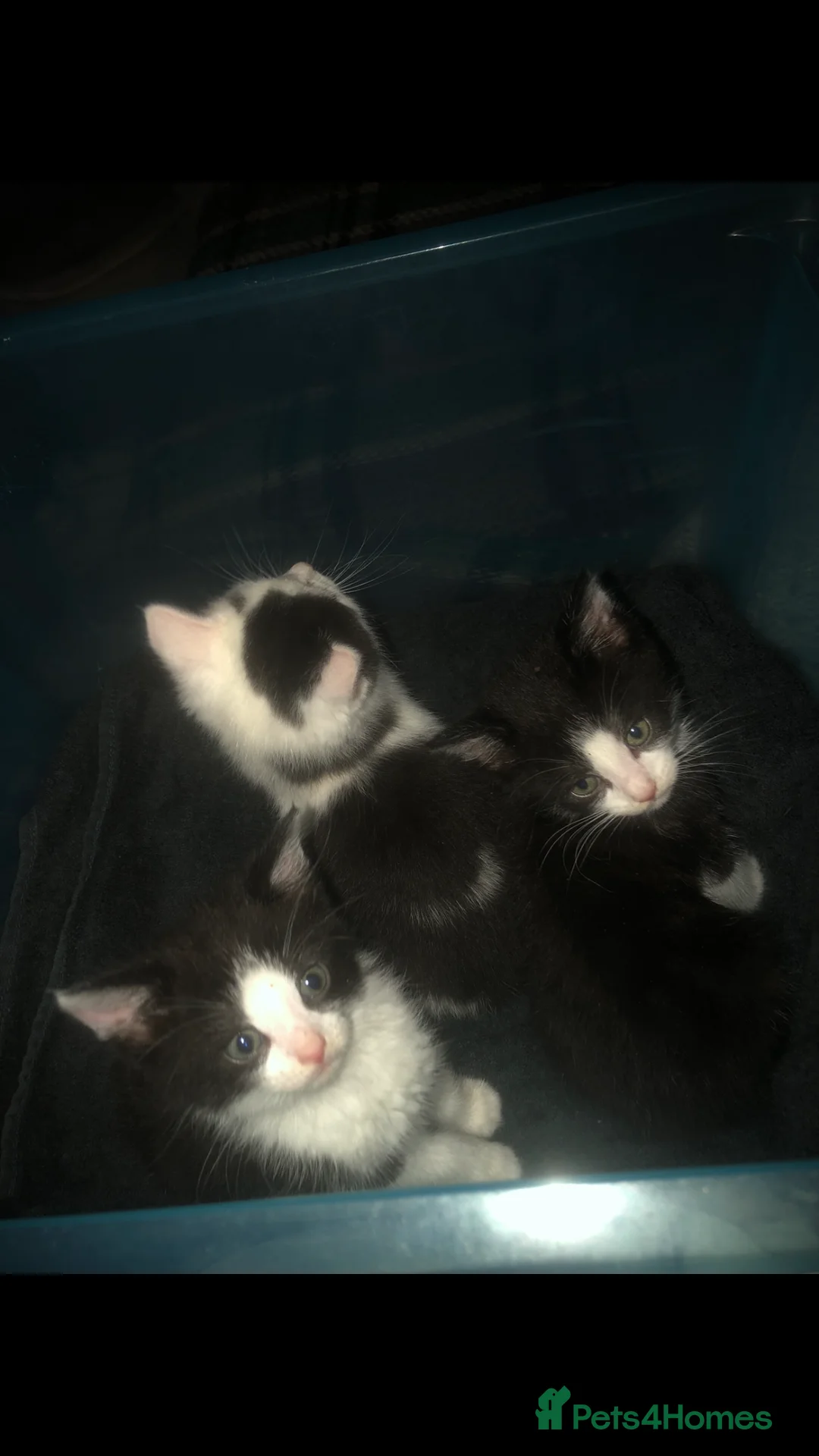 Mixed Breed cats for sale: Beautiful kittens with tuxedo look in Dunmow - Advert 2