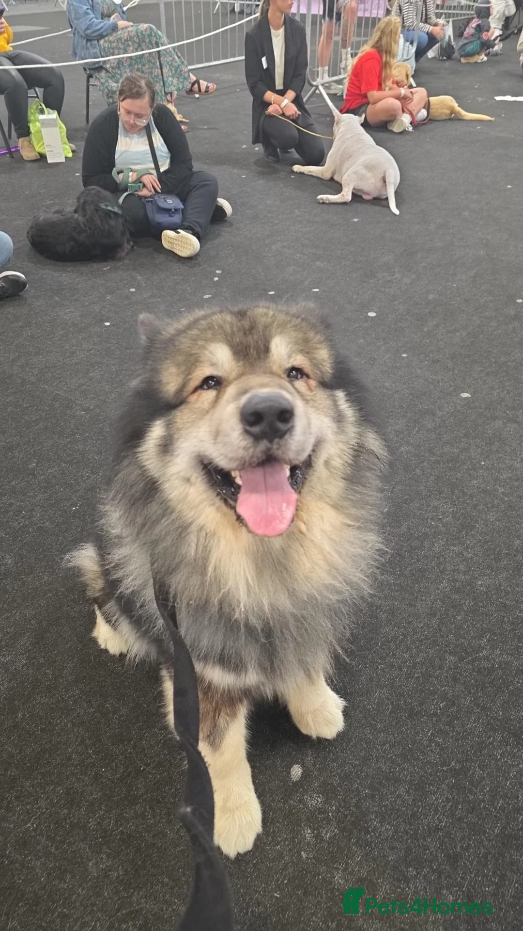 Mixed Breed dogs for stud: BUDDY  in Whitstable - Advert 1