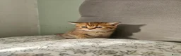 British Shorthair cats for sale: British Shorthair kittens!  - Advert 13