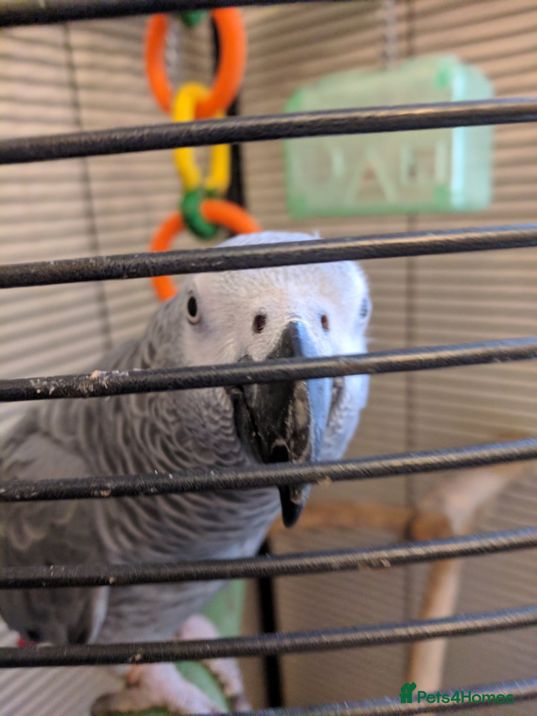 Parrots birds for sale: African Grey - Advert 4