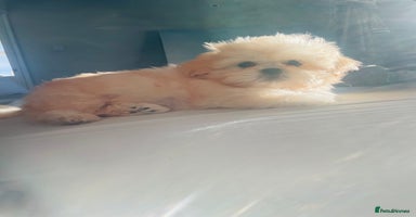 Shih Tzu dogs READY NOW GENUINE CHAMPAGNE IMPERIAL🐾🐾 💥 - Advert 13