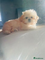 Shih Tzu dogs READY NOW GENUINE CHAMPAGNE IMPERIAL🐾🐾 💥 - Advert 1