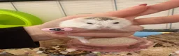 Hamster rodents for sale: 10 Month old Roborovski Dwarf Hamster  - Advert 3