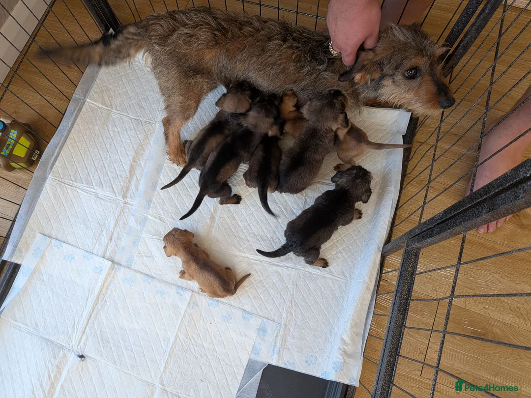Mixed Breed dogs for sale: 3/4 dachshund 1/4 jack Russell - Advert 37