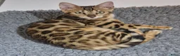 Bengal cats for sale: Stunning Rosetted Girl  - Advert 1