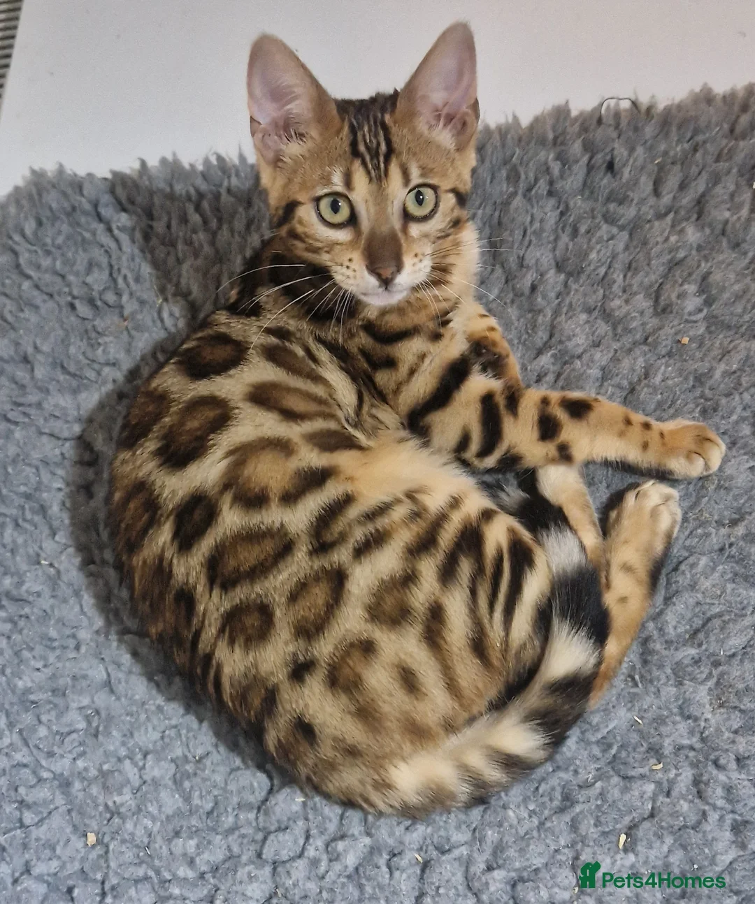 Bengal cats for sale: Stunning Rosetted Girl  - Advert 1