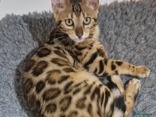 Bengal cats Stunning Rosetted Girl - Advert 7